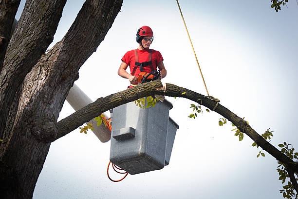 How Our Tree Care Process Works  in  Tice, FL